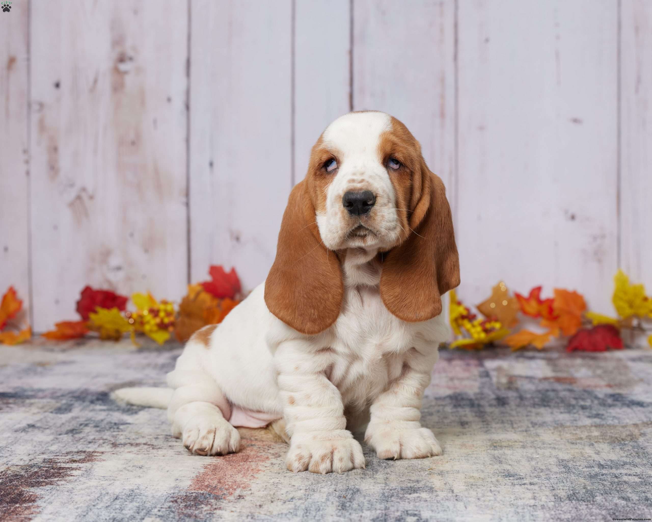 Sally Basset Hound Puppy For Sale in Ohio